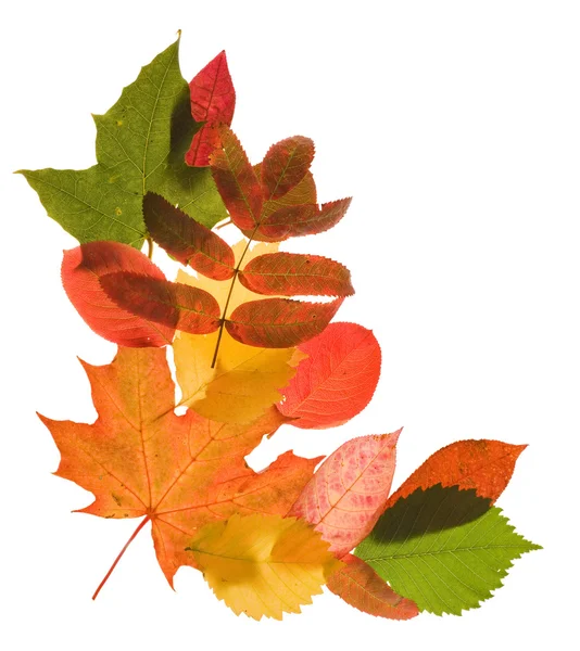 Luminoso angolo di foglie di autunno — Foto Stock