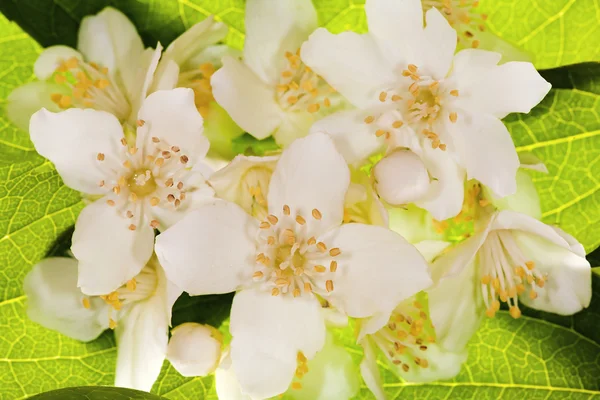 stock image Jasmine flowers on green leaves background