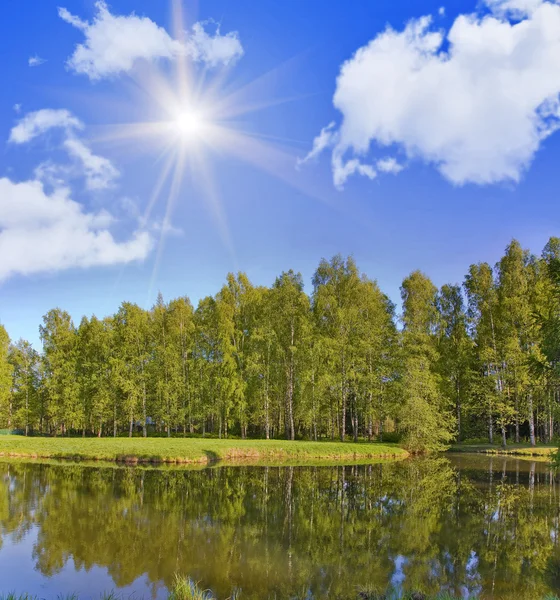 Brzozowy las pod jasne słońce — Zdjęcie stockowe