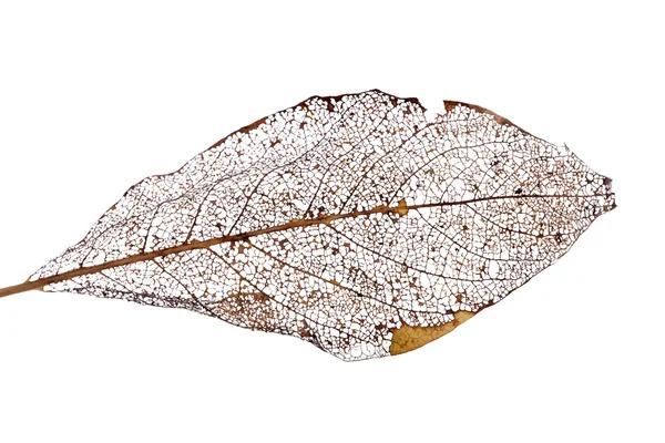 Brown dead leaf on white — Stock Photo, Image