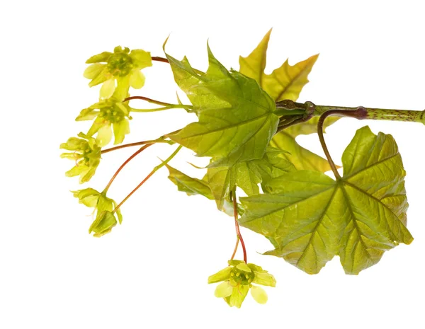 Maple branch with flowers on white — Stock Photo, Image