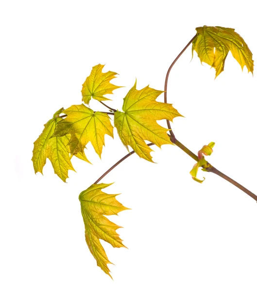 New maple leaves isolated on white — Stock Photo, Image