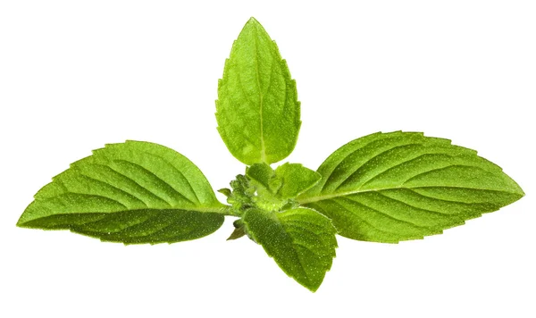 Φύλλα πράσινο μέντας απομονωθεί σε λευκό — Φωτογραφία Αρχείου