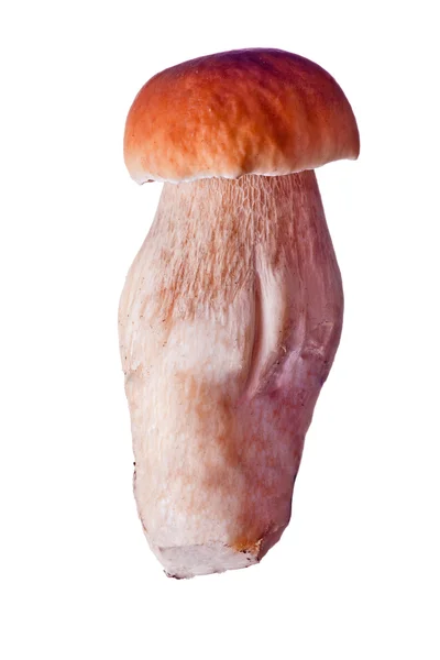 Малый изолированный коричневый гриб — стоковое фото