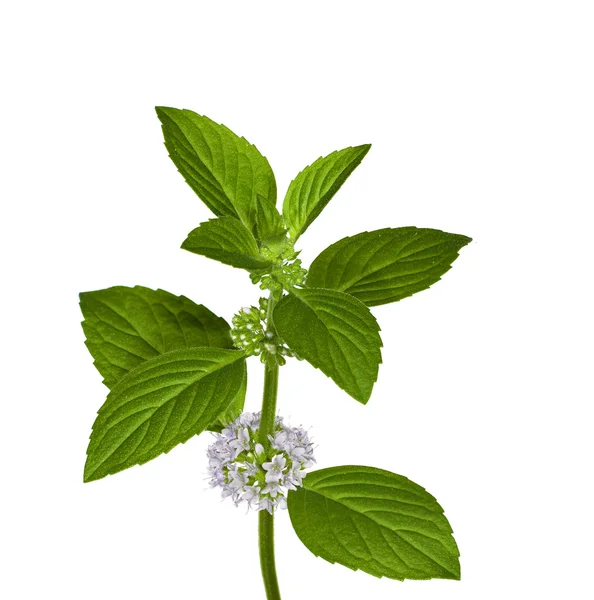 Mint leaves and flowers on white — Stock Photo, Image