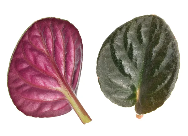 Two side of violet leaf — Stock Photo, Image