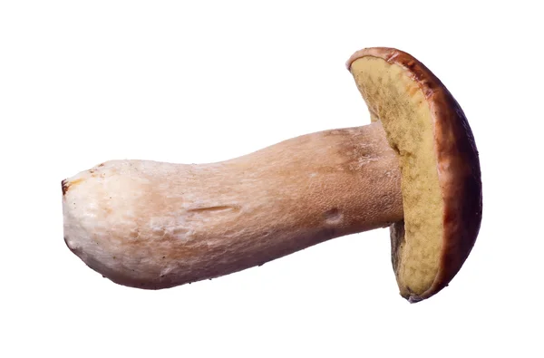Isolated large brown cep mushroom — Stock Photo, Image