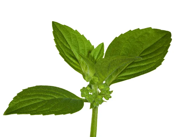 Ізольовані зелені листя м'яти — стокове фото