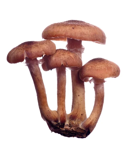 Four brown honey fungus on white — Stock Photo, Image