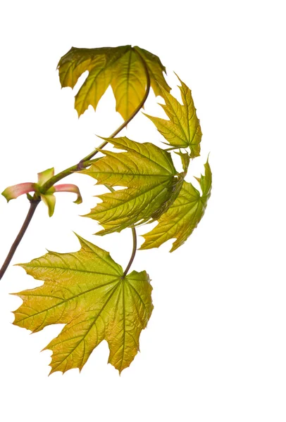 New maple foliage on white — Stock Photo, Image