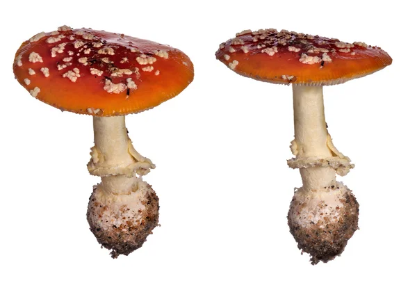 Два мухомольных гриба на белом — стоковое фото
