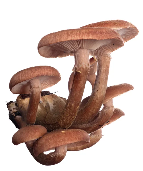 stock image Isolated brown honey fungus