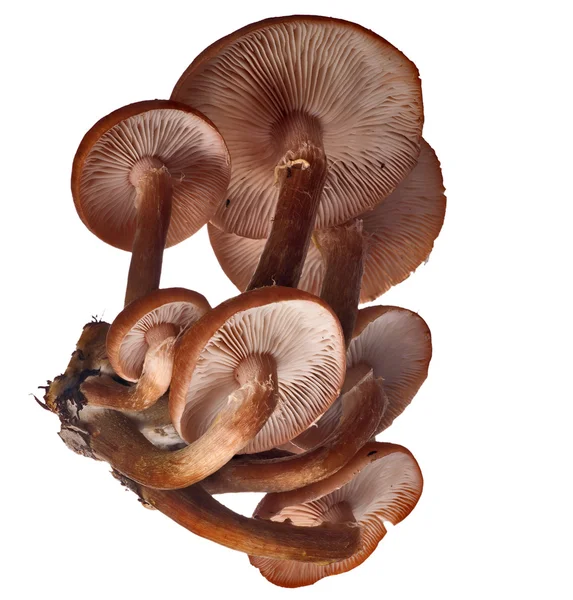 Group of brown honey fungus — Stock Photo, Image