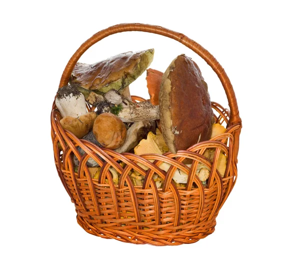 stock image Isolated basket of mushrooms