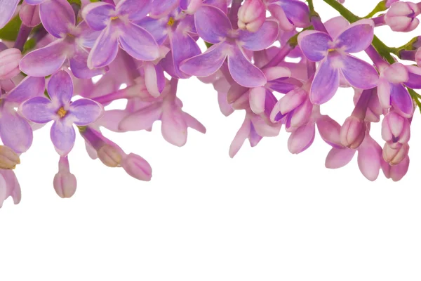 Decorazione fiori lilla — Foto Stock