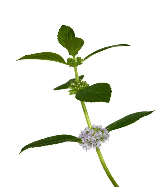 Vereinzelte Minzblätter mit Blüten — Stockfoto
