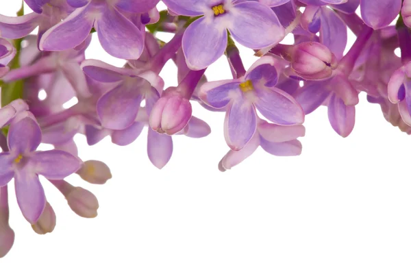 stock image Lilac flowers pattern