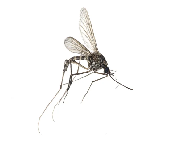 Pequeno mosquito isolado no branco — Fotografia de Stock