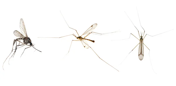 Three mosquitoes isolated on white — Stock Photo, Image