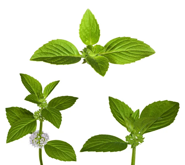 Set of green mint leaves — Stock Photo, Image