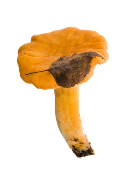 Yellow chanterelle with old leaf — Stock Photo, Image