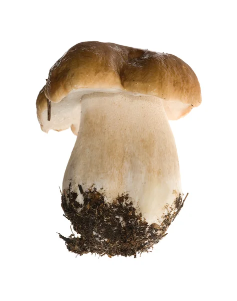 Cep mushroom isolated on white — Stock Photo, Image