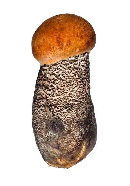 Petit champignon isolé à casquette orange — Photo