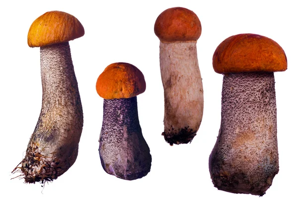 Quatre champignons à casquette orange sur fond blanc — Photo