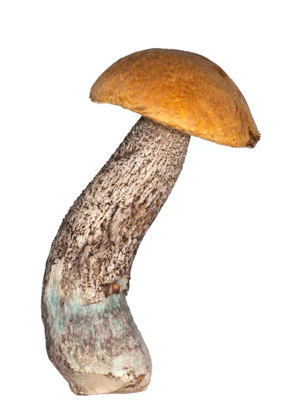 Съедобный апельсиновый гриб на белом — стоковое фото
