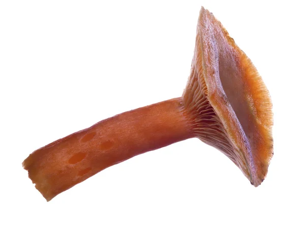 Orange agaric mushrooms isolated on white — Stock Photo, Image