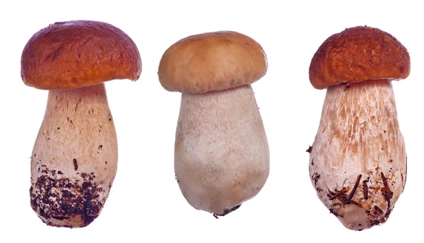 白底的三个 cep 蘑菇。 — 图库照片