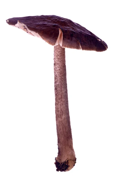 Toadstool marrom escuro isolado em branco — Fotografia de Stock