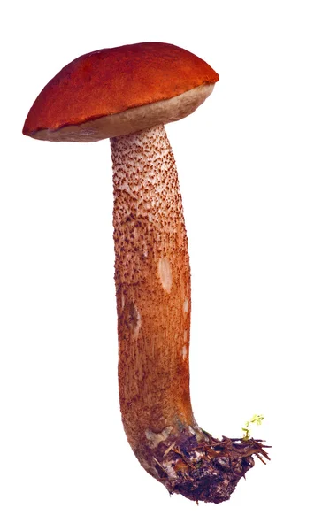 Heller isolierter Pilz mit orangefarbener Kappe — Stockfoto