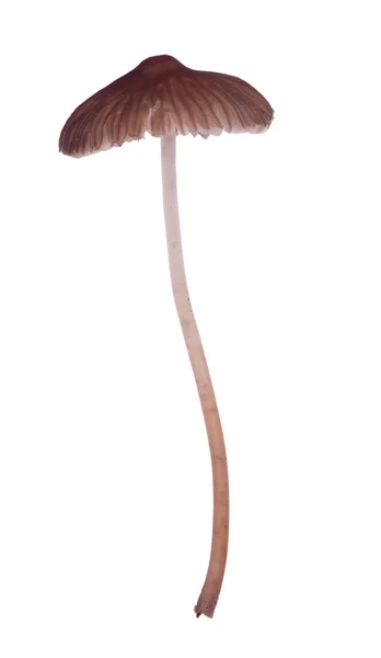 Thin isolated brown toadstool — Stock Photo, Image