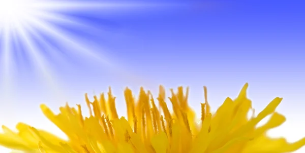 Dandelion macro under sun — Stock Photo, Image