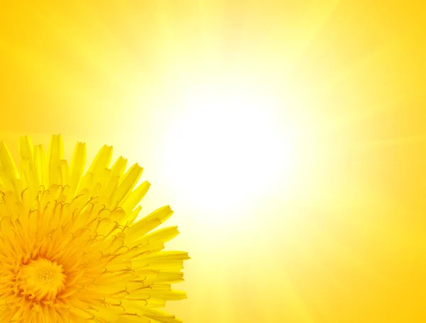 Yellow dandelion on on sunny background — Stock Photo, Image