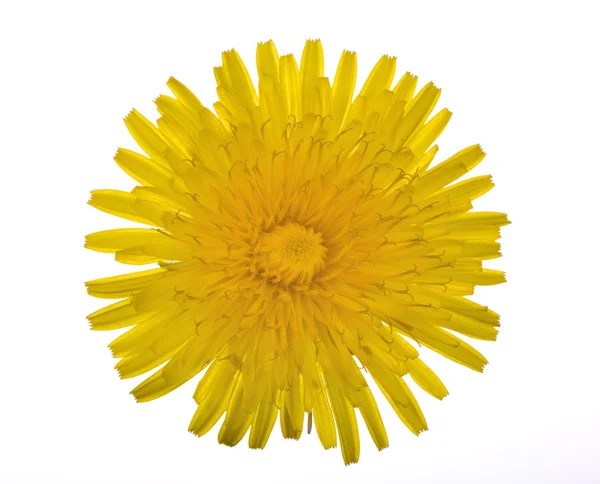 Round dandelion yellow flower — Stock Photo, Image