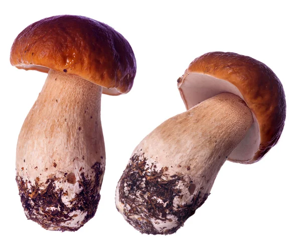在白色孤立的两个 cep 蘑菇 — 图库照片