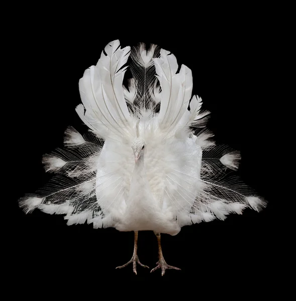 Izole siyah üzerine beyaz tavus kuşu — Stok fotoğraf