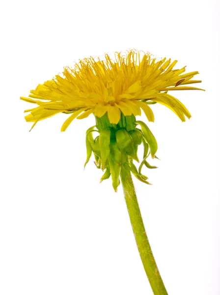 Изолированный яркий цветок одуванчика — стоковое фото