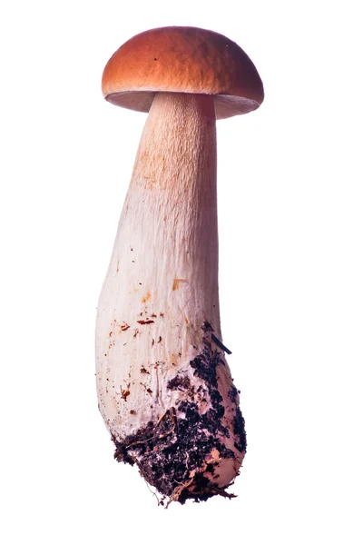 Champignon cèpe brun clair isolé — Photo