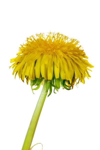Flor de diente de león amarillo aislado — Foto de Stock