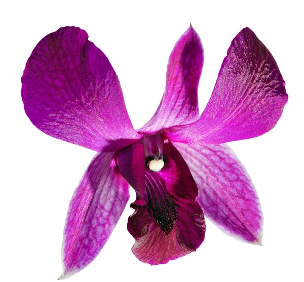 Flor de orquídea roxa em branco — Fotografia de Stock