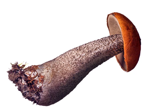 Single isolated orange-cap mushroom — Stock Photo, Image
