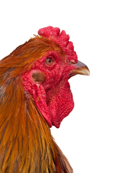 オレンジ色の鶏の頭 — ストック写真