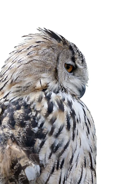 Grey owl isolated on white background — Stock Photo, Image