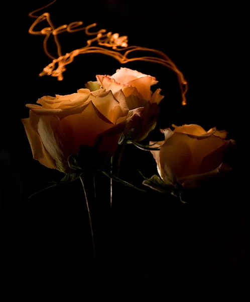 暗い背景に 3 本のバラ — ストック写真