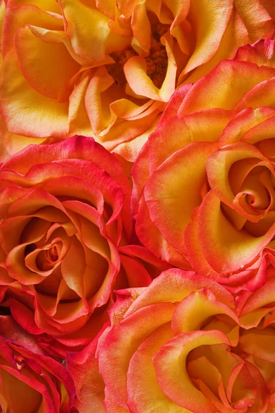 Red and yellow roses background — Stock Photo, Image