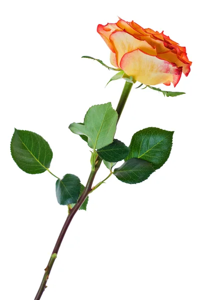 Όμορφο κόκκινο και κίτρινο ενιαίο τριαντάφυλλο — Φωτογραφία Αρχείου
