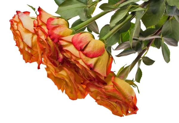 Cinque bouquet di rose rosse e gialle isolate — Foto Stock